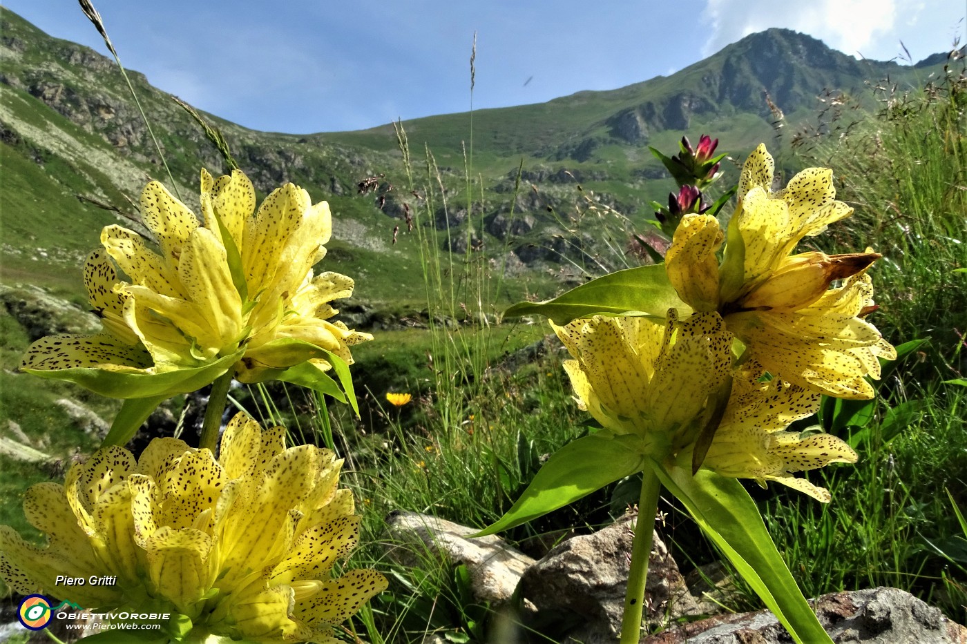 25 Genziana punteggiata (Gentiana punctata) con vista in Pizzo Zerna.JPG